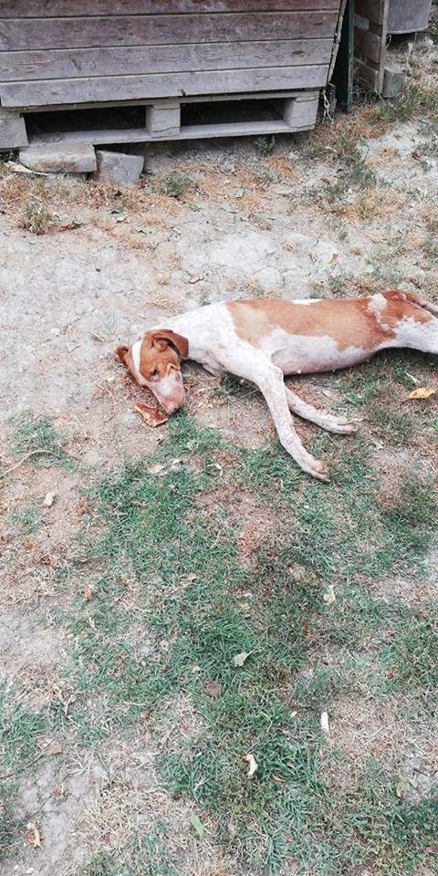 Fragolina, la cagnolina abbandonata per 4 volte e morta per il dispiacere