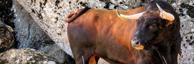 Taranto, uomo incornato da un toro in gravi condizioni