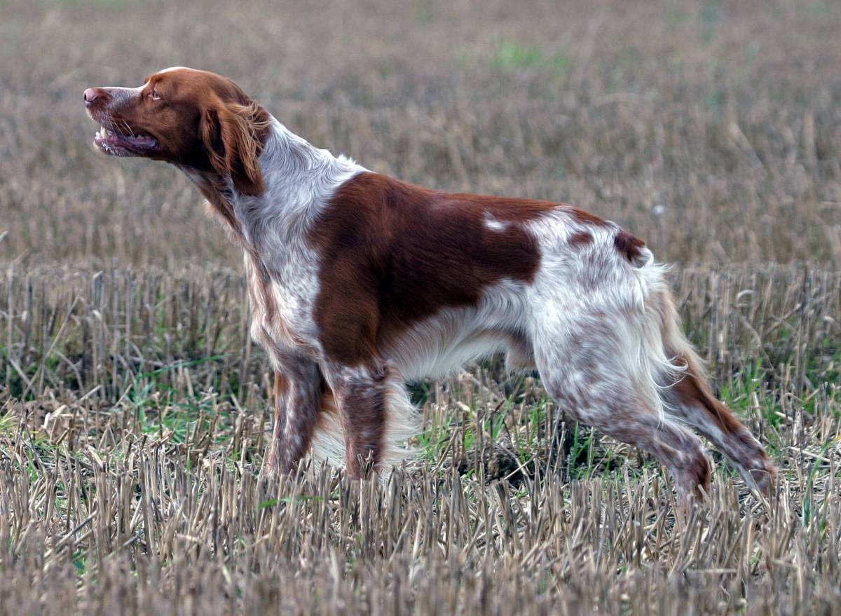 Scosse elettriche al cane ogni volta che abbaiava, denunciato il proprietario