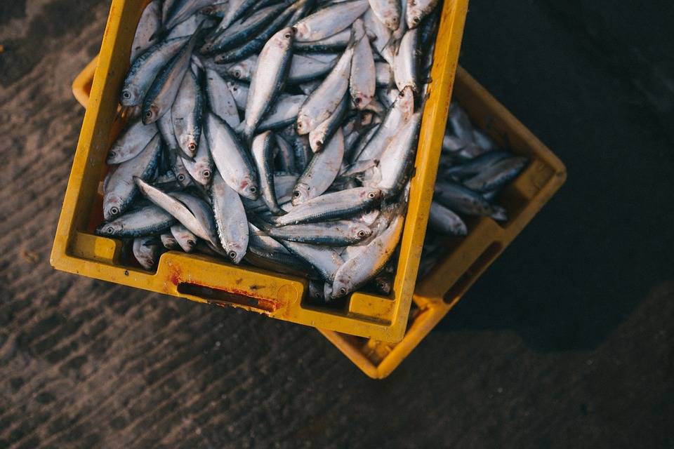 Cento chili di pesce sequestrato in un ristorante di Trieste