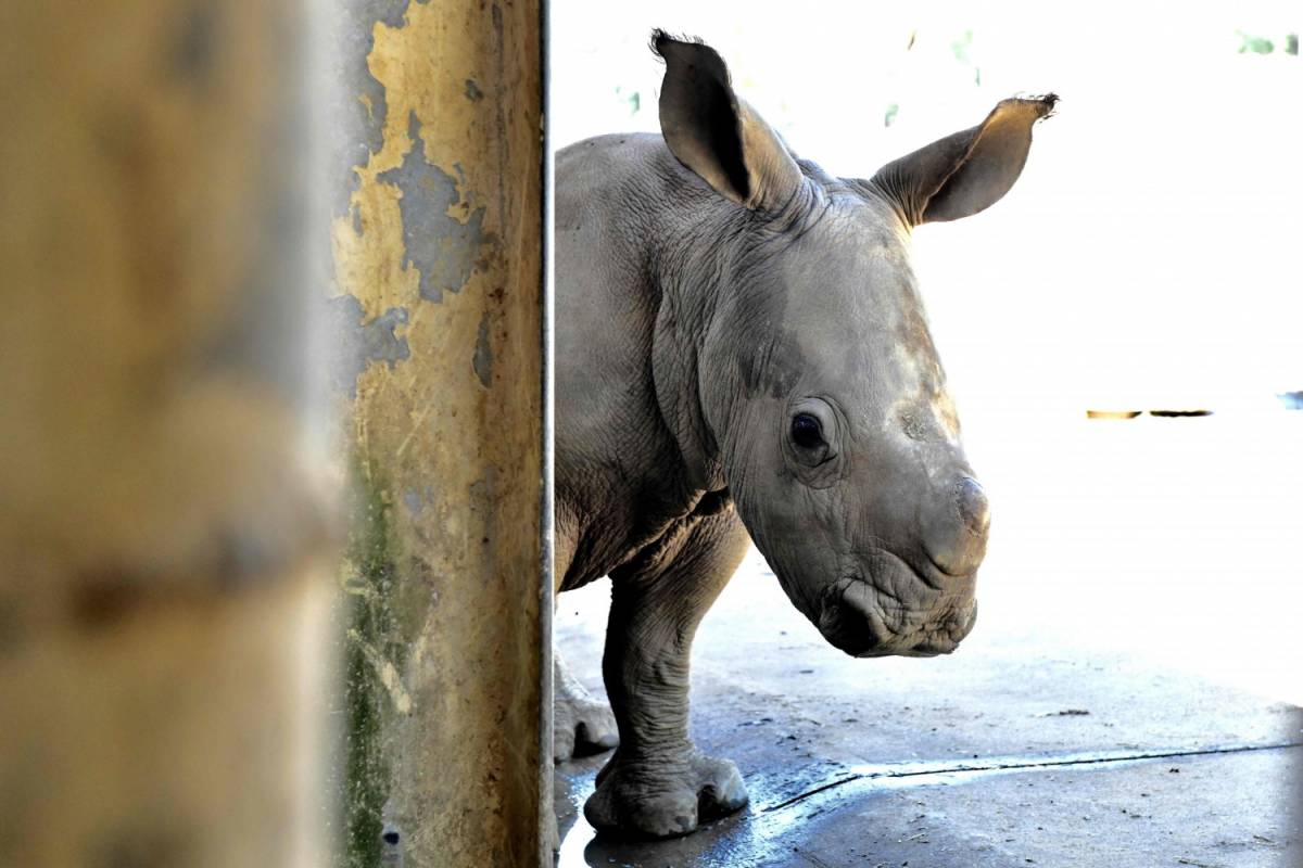 Taiwan, nato un cucciolo di rinoceronte bianco