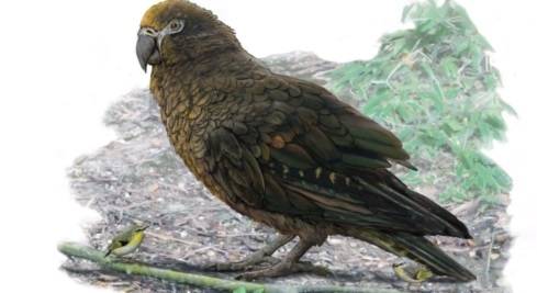 Trovati resti di un pappagallo gigante vissuto 20 mln di anni fa