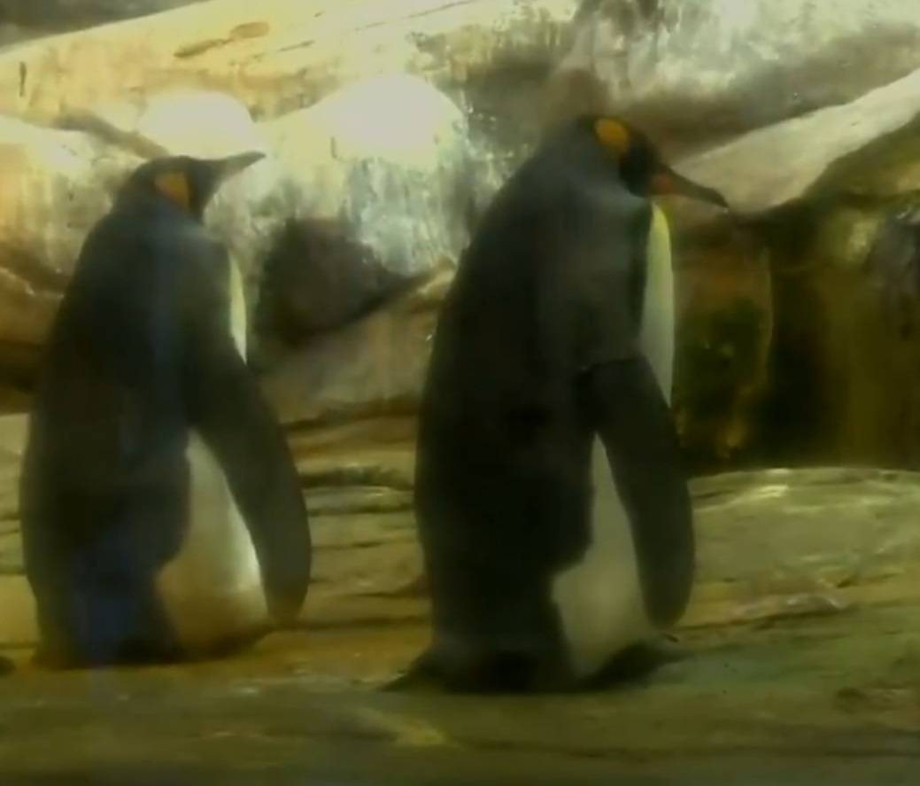Due pinguini gay covano un uovo di una coppia eterosessuale