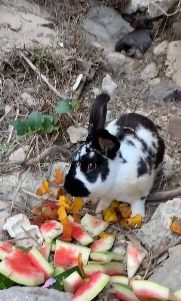 Ischia, turisti uccidono un coniglio a sassate: "Solo un gioco"