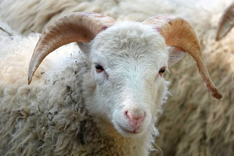 India, la moglie se ne va e il marito ha diritto a 71 pecore