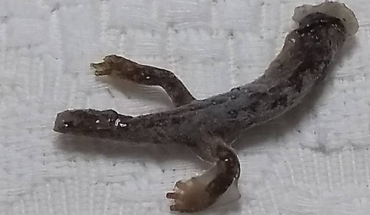 Riempie bottiglia d'acqua e dal rubinetto esce pure una salamandra