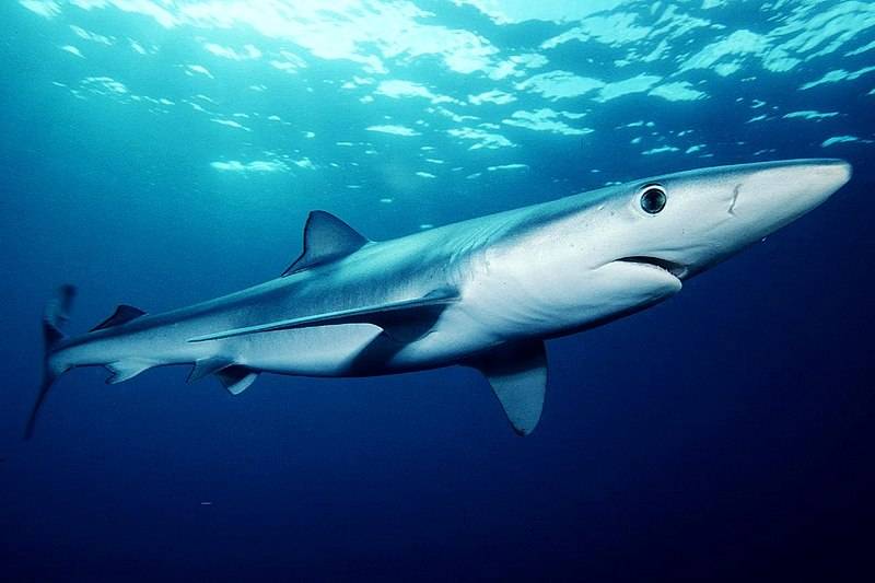 Turista francese aggredita da uno squalo alle Seychelles