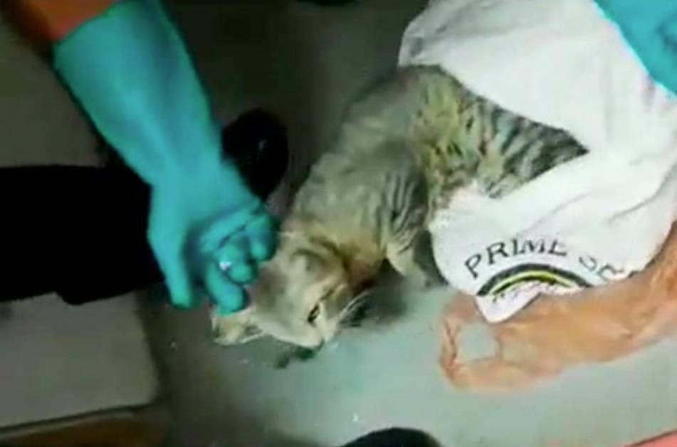 Costa Rica, arrestato un gatto: aiutava i criminali in carcere