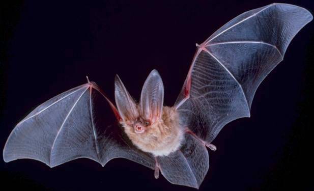 Uno studio rivela la curiosa vita sessuale dei pipistrelli