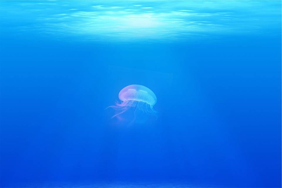 Bagnino pestato in spiaggia per una medusa