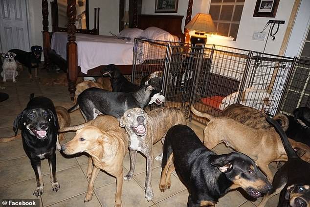 Accoglie in casa 97 cani per metterli al riparo dall'urgano Dorian