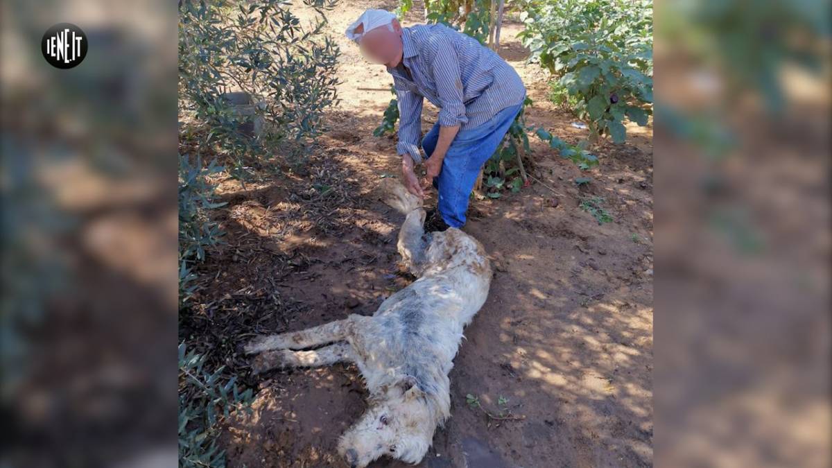 Cane ucciso a badilate e cosparso di benzina. Denunciato contadino