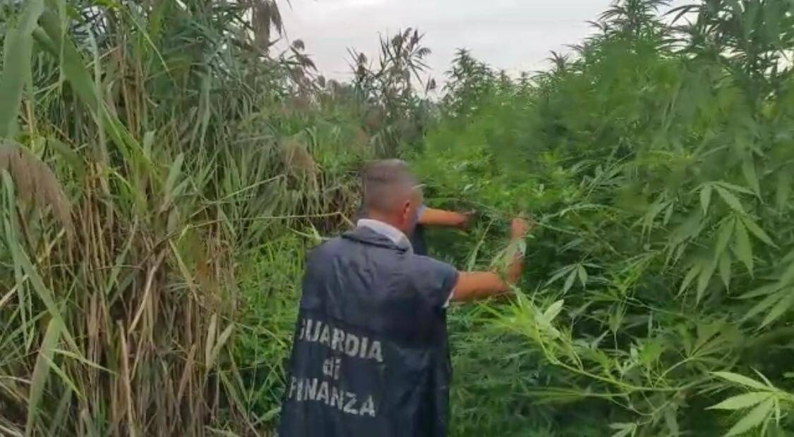 Scoperta piantagione di marijuana nelle campagne di Nola