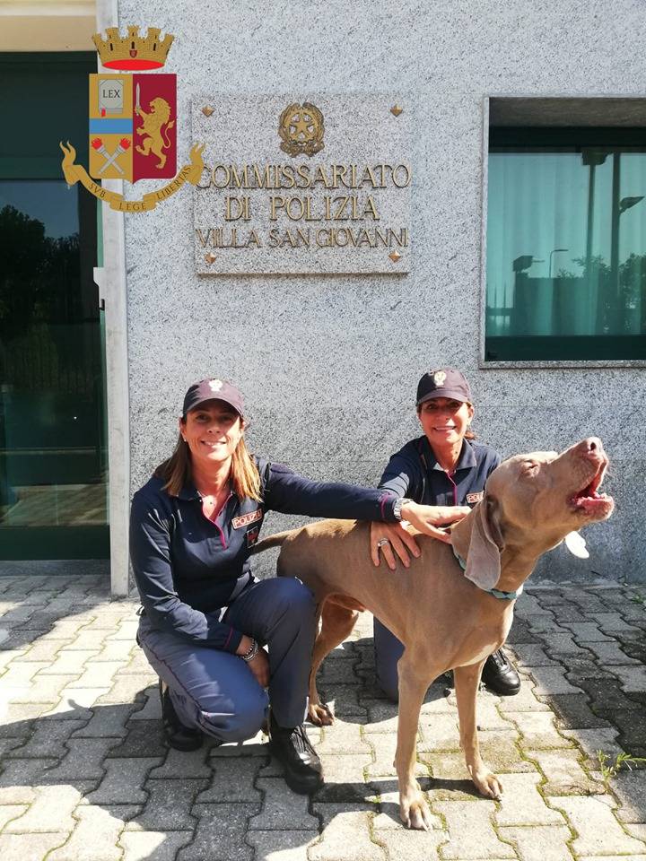 Rapito a Torino e ritrovato a Milano, la storia (a lieto fine) di "Wisi" il cane sequestrato