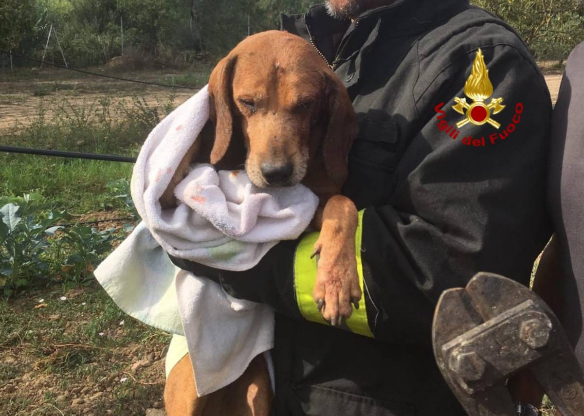 Cane rimane con la testa incastrata tra le sbarre: salvato dai vigili del fuoco