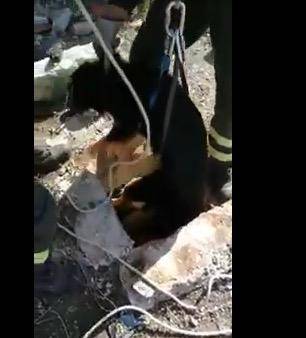 Orrore in Puglia, cane legato e gettato in cisterna sigillata