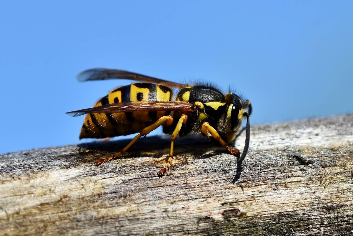 Morsa da un insetto, le amputano le gambe