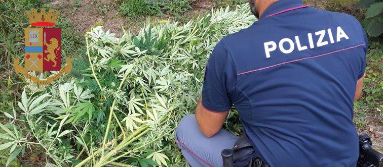 Armi e droga: sequestrate 130 piante di marijuana "skunk" e 4 fucili