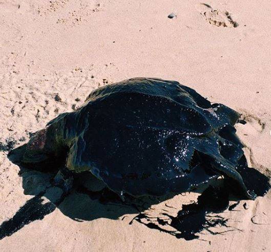 Brasile, enorme chiazza di petrolio raggiunge centinaia di spiagge: morti uccelli e tartarughe
