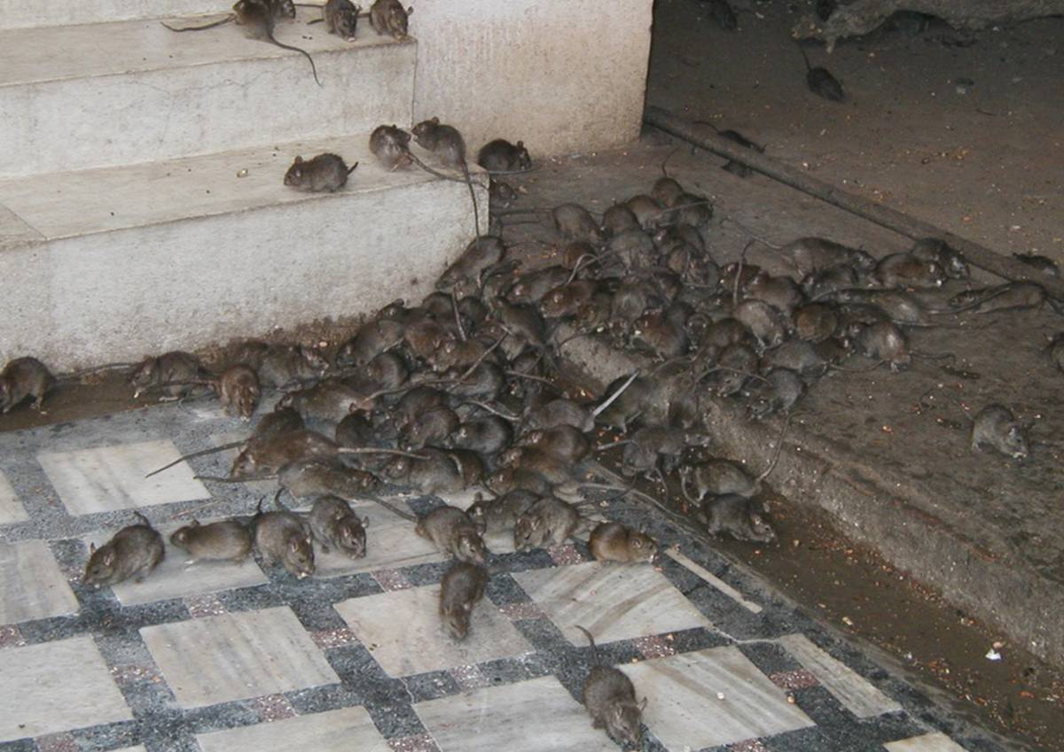 Roma, sui rifiuti è caos totale: topi negli appartamenti