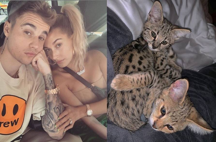 PETA contro Justin Bieber: i suoi gatti costosi sono uno smacco ai randagi