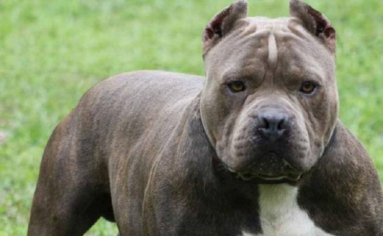 Pitbull spaventa un quartiere aggredendo vari cani. Uno è stato ucciso