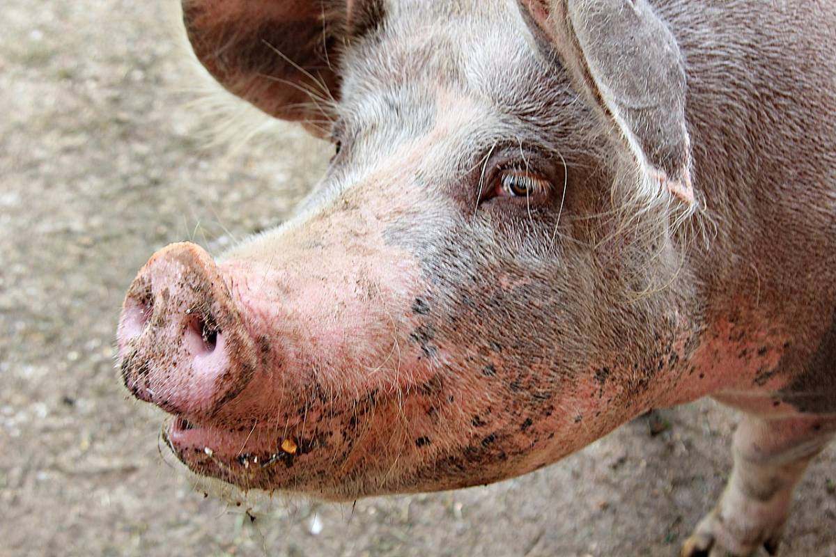 Il virus che spaventa il mondo: "Già passato dal maiale all'uomo"