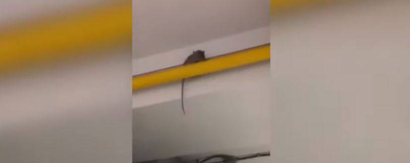 Montecatini, gli alunni filmano un topo nella cucina della scuola e rischiano la sospensione