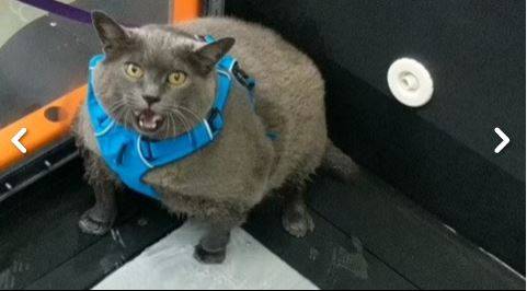 Cinder, il gatto obeso che ha conquistato il web