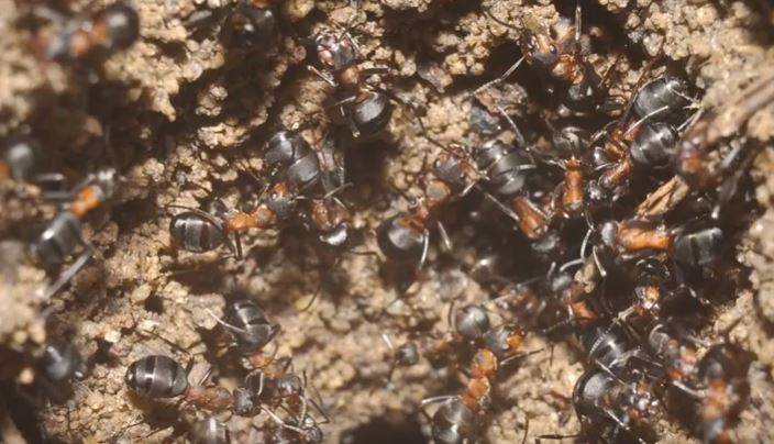 Polonia, scoperta una colonia di formiche cannibali in un ex bunker sovietico