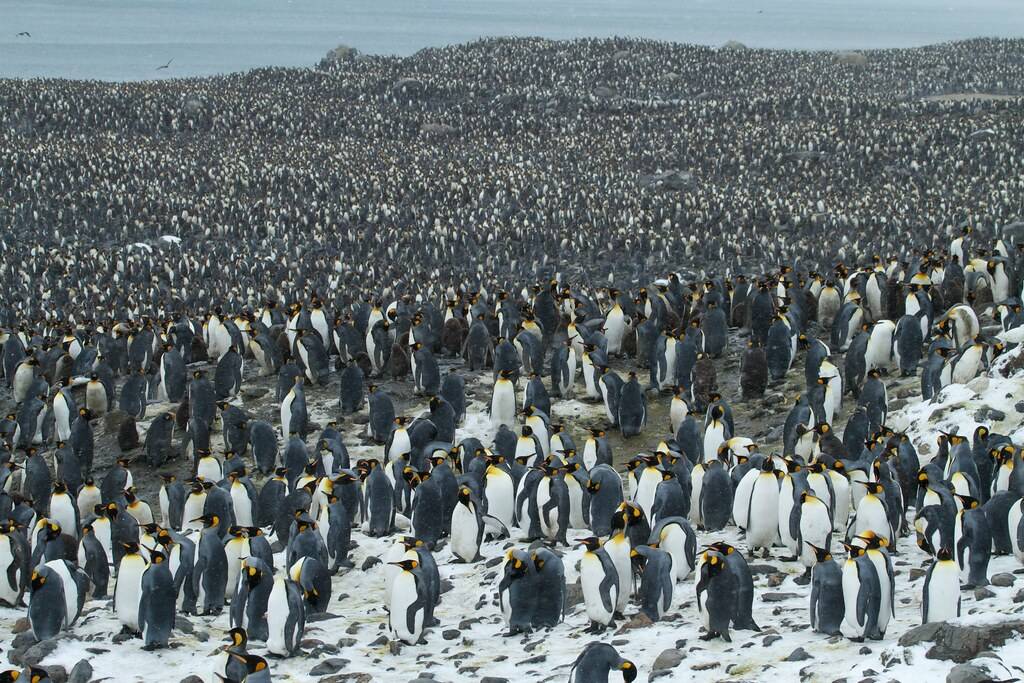 "Sardine", arrivano i "pinguini" per mangiarle: è già boom di adesioni