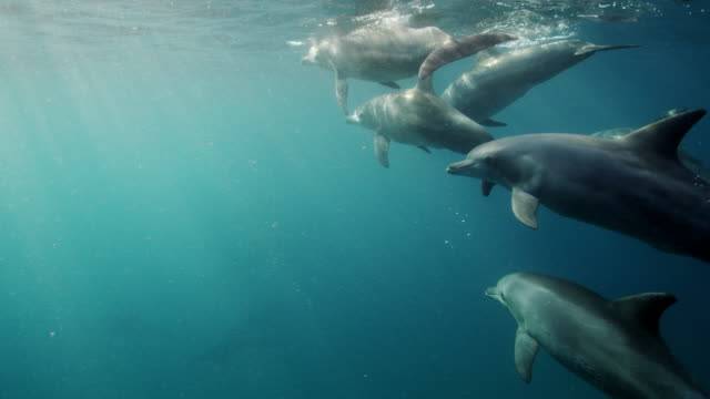 Bambina di 10 anni attaccata dai delfini e trascinata sott'acqua