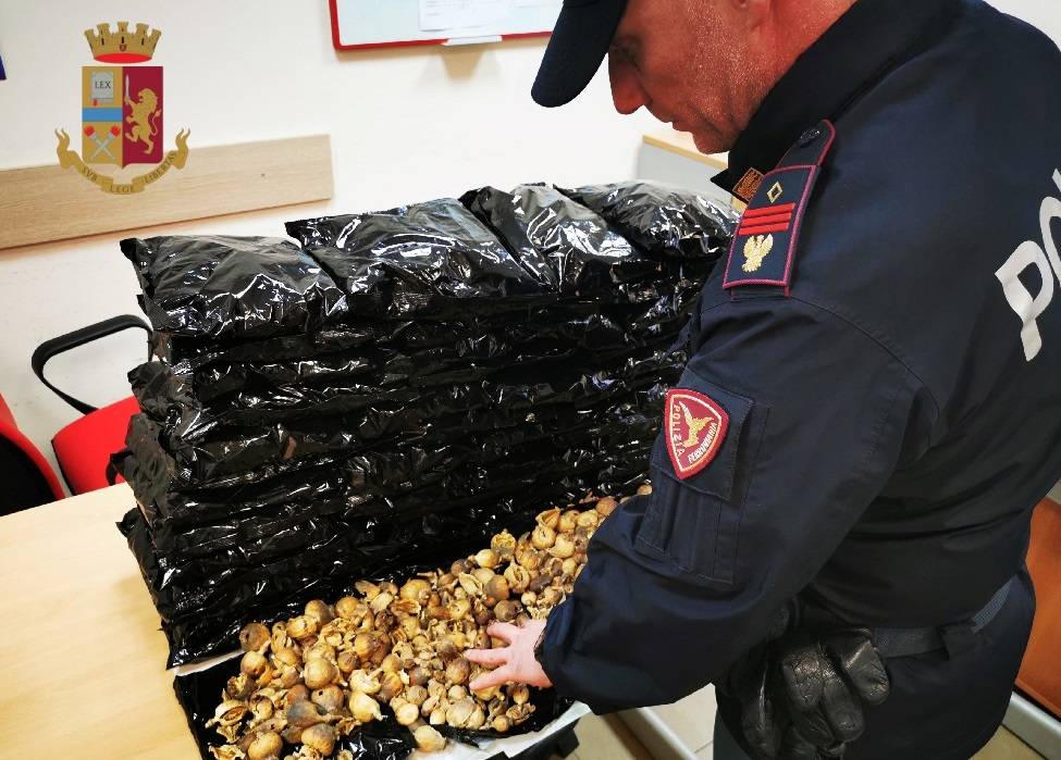 Trasportava sei chili di papavero da oppio: arrestato corriere della droga indiano