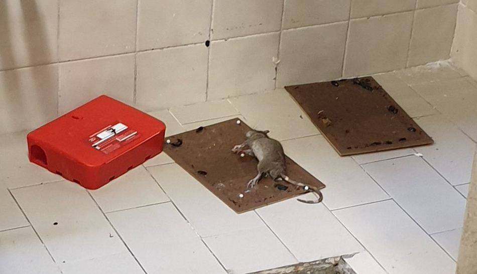 Chieti, topi e scarafaggi nell'ospedale di Vasto: "Episodio gravissimo"
