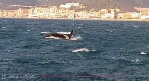 Morto il cucciolo di orca ​trovato al largo di Genova