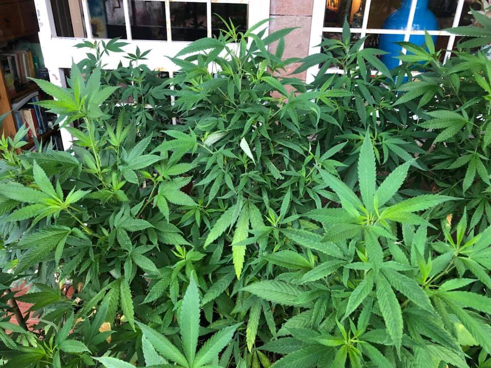 Ha 32 piante di marijuana in casa: ma la procura grazia la ex deputata Dem