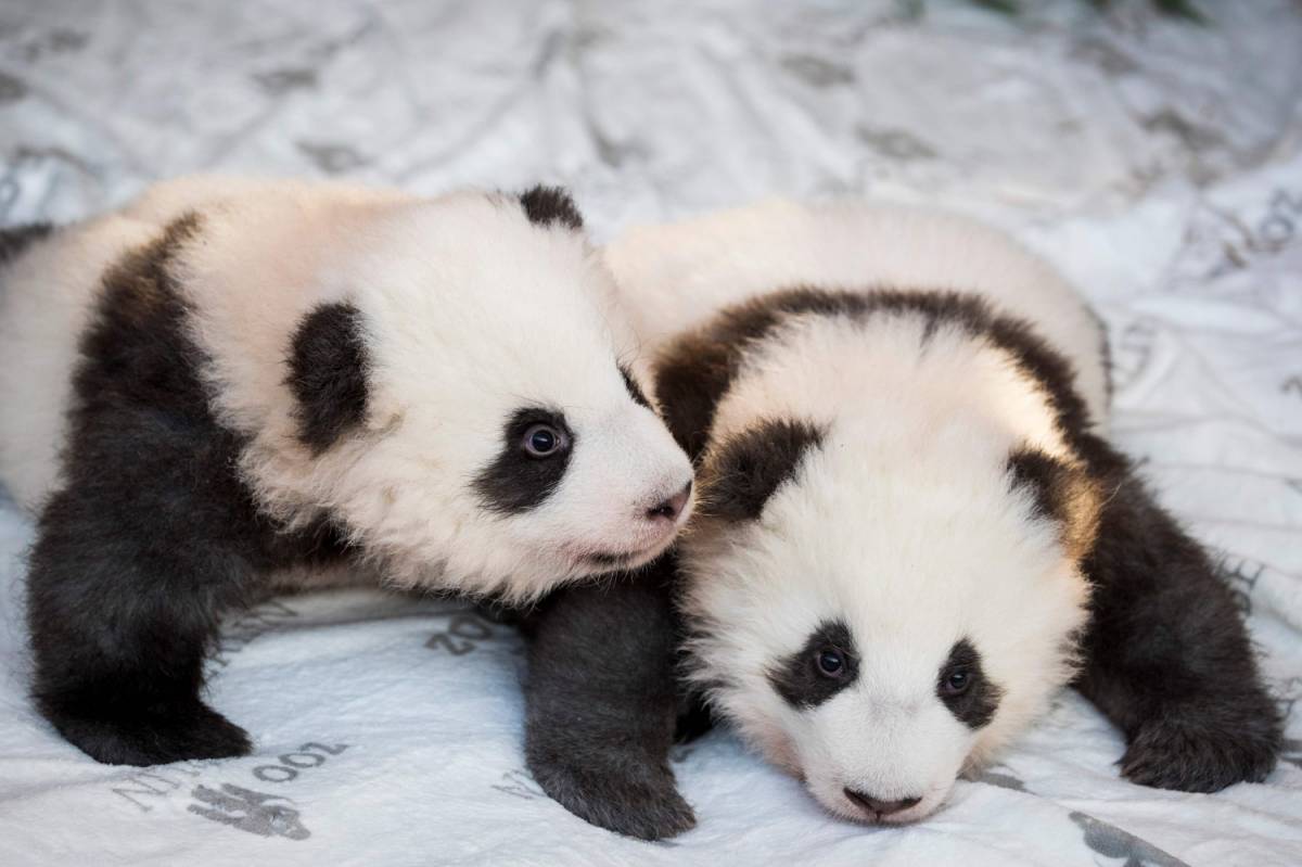 La triste fine dei due panda scaricati dalla Scozia