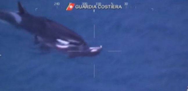 Lo straziante addio di mamma orca al cucciolo morto in mare