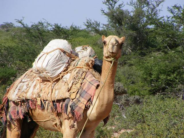 Assurdità dell'Ue: cammelli alla Mauritania per la lotta al terrorismo