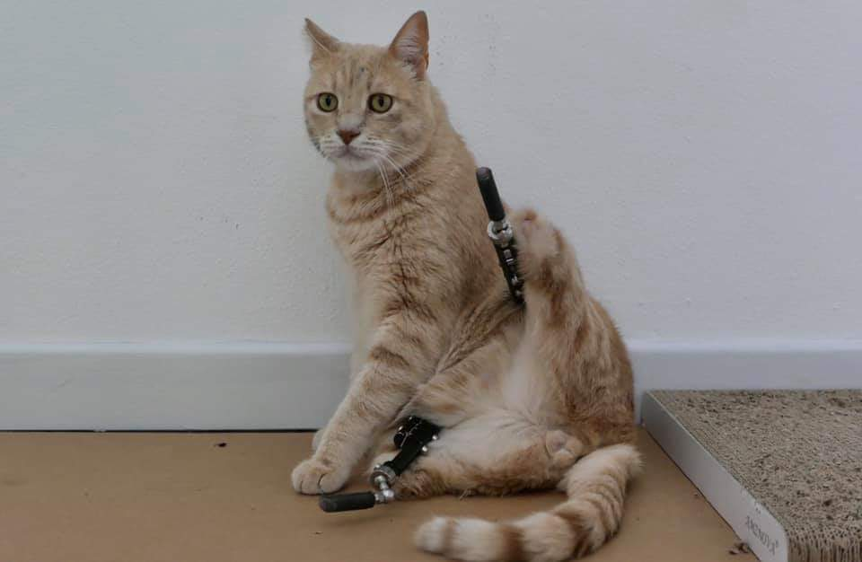 Vituzzo, il primo gatto italiano con le protesi al posto delle zampe