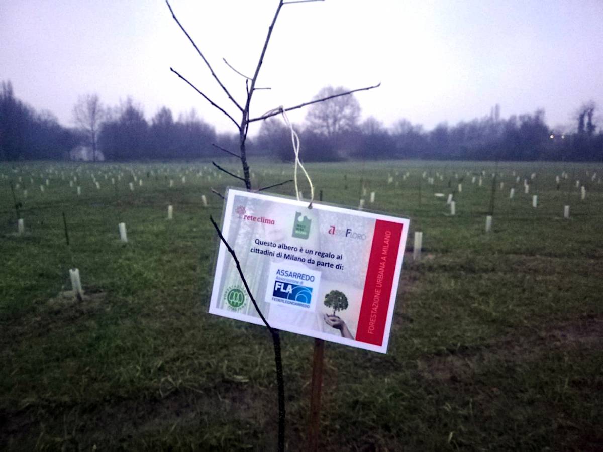 "Bosco del design" piantato nel Parco Nord Milano il primo albero donato da Assarredo