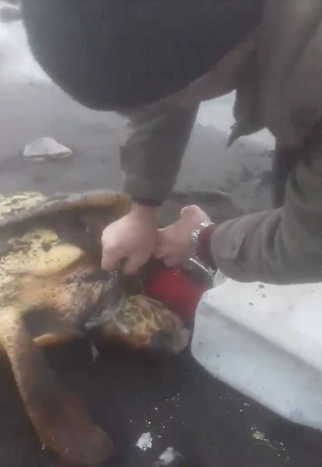 Tartaruga incastrata in un fusto di plastica salvata a Castellammare