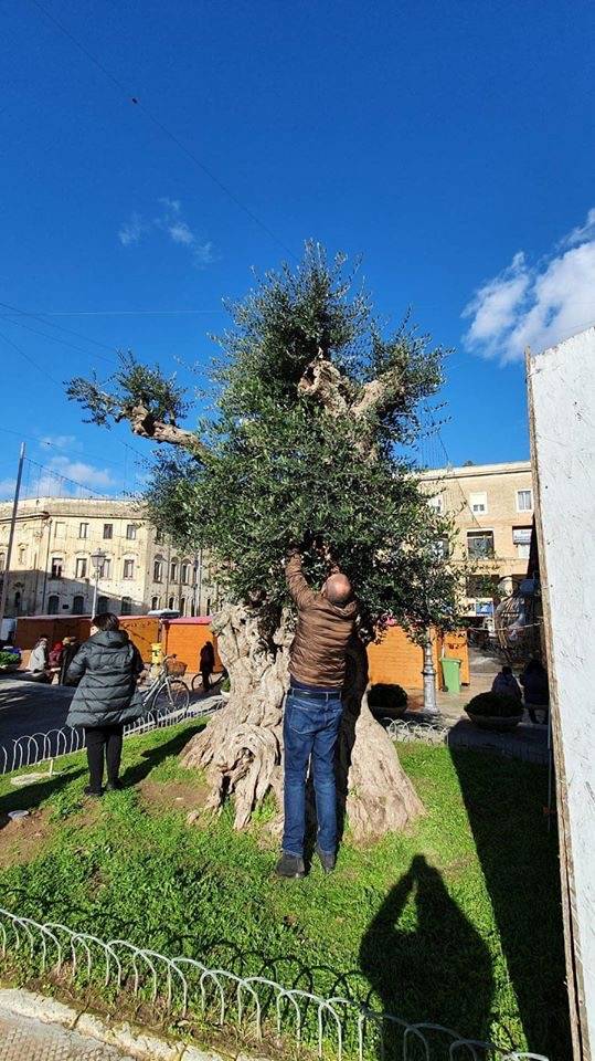 Lecce, rinasce l'ulivo colpito dalla xylella: salvato dagli innesti
