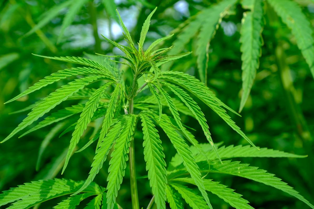 Per la Cassazione coltivare cannabis per uso personale non è reato