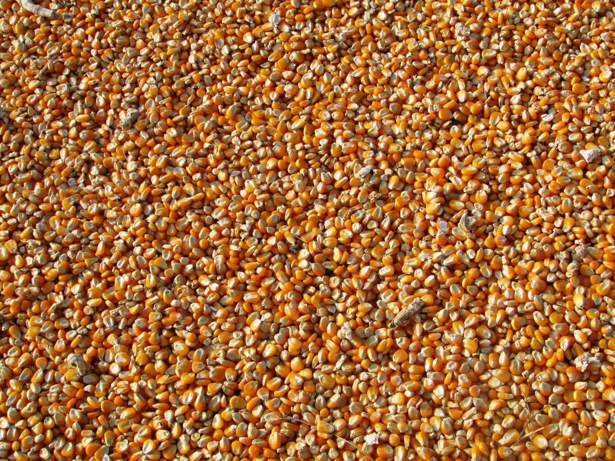L'impianto di mais è rumoroso: i vicini ottengono un risarcimento record