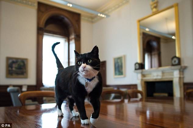 Stressato dalle coccole il gatto "diplomatico" al Foreign Office inglese