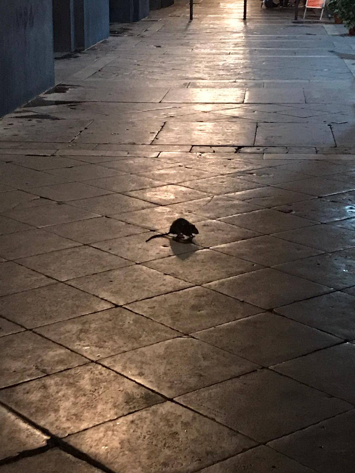 La Lega Contro Topi E Piccioni Assume Il Falco Pellegrino Ilgiornale It La Lega Contro Topi E Piccioni Assume Il Falco Pellegrino Ilgiornale It