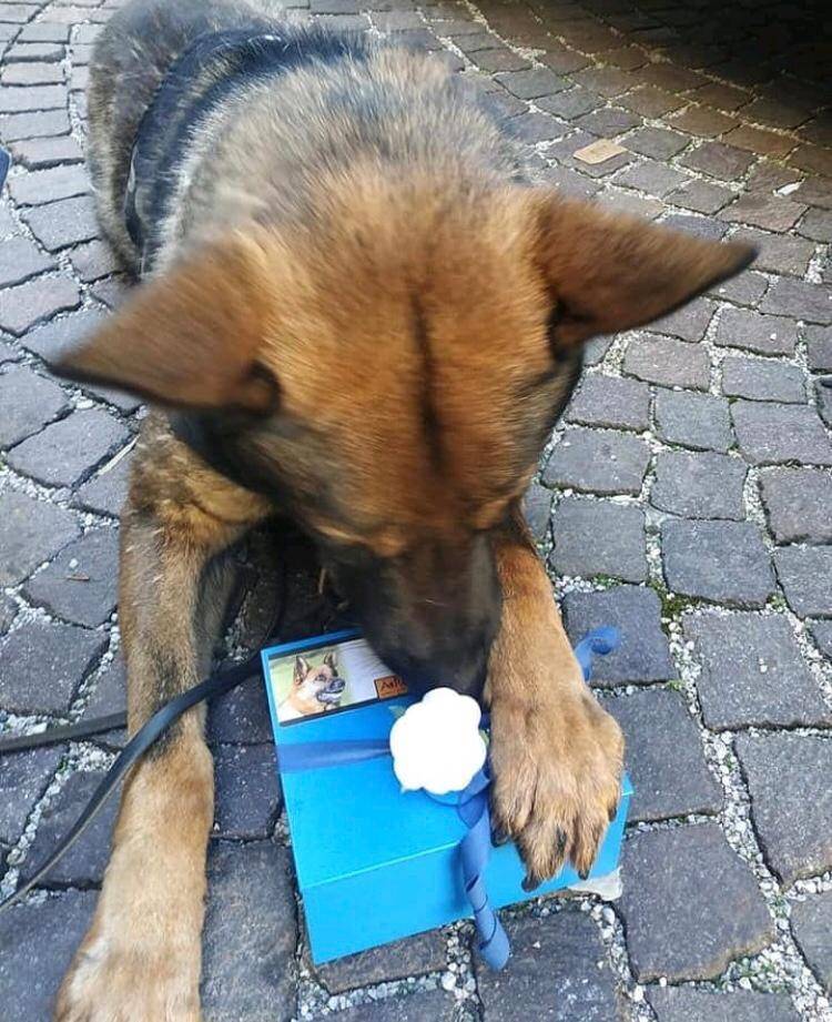 Cane poliziotto dà l'ultimo saluto al collega a quattro zampe