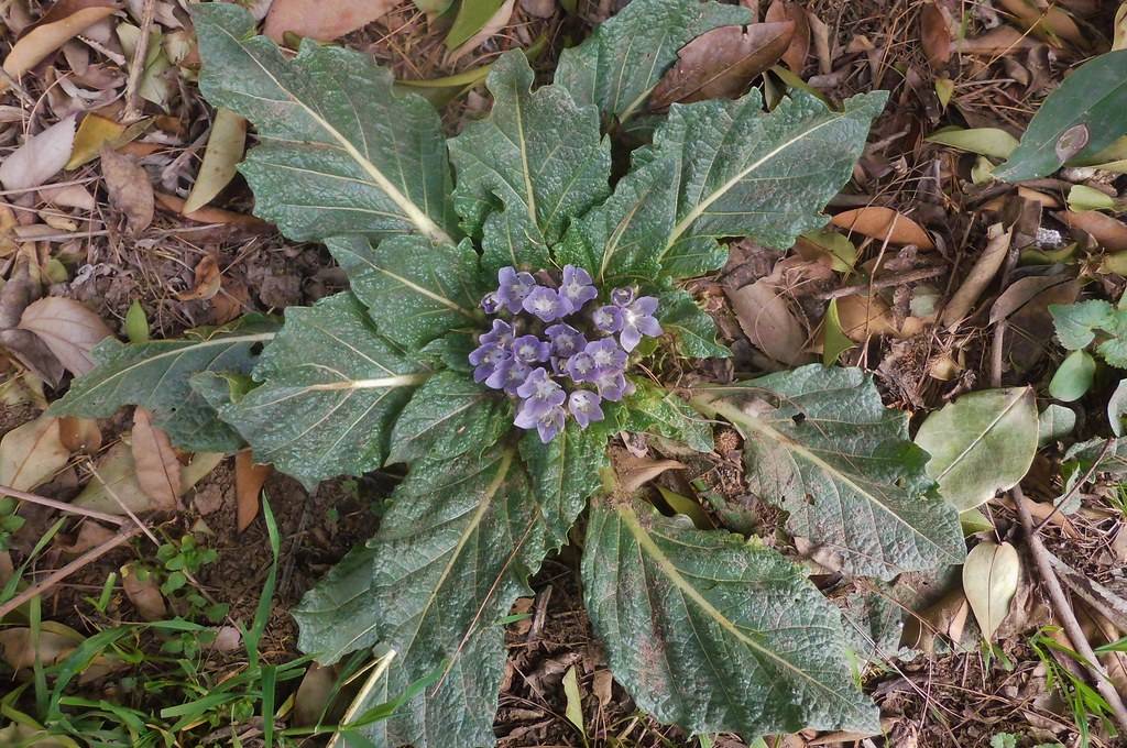 Carbonia, scambiano la mandragora per una bietola e la mangiano: due donne finiscono in ospedale