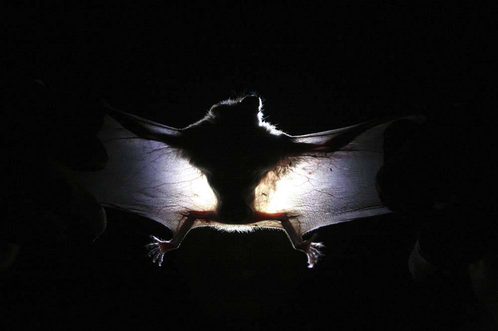 Scoperto un nuovo coronavirus: il "RpYN06" isolato nei pipistrelli